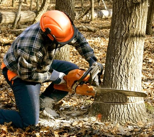 Tree Removal in Mims, FL